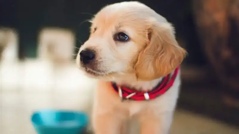 True Cost of Dog Ownership in New Zealand