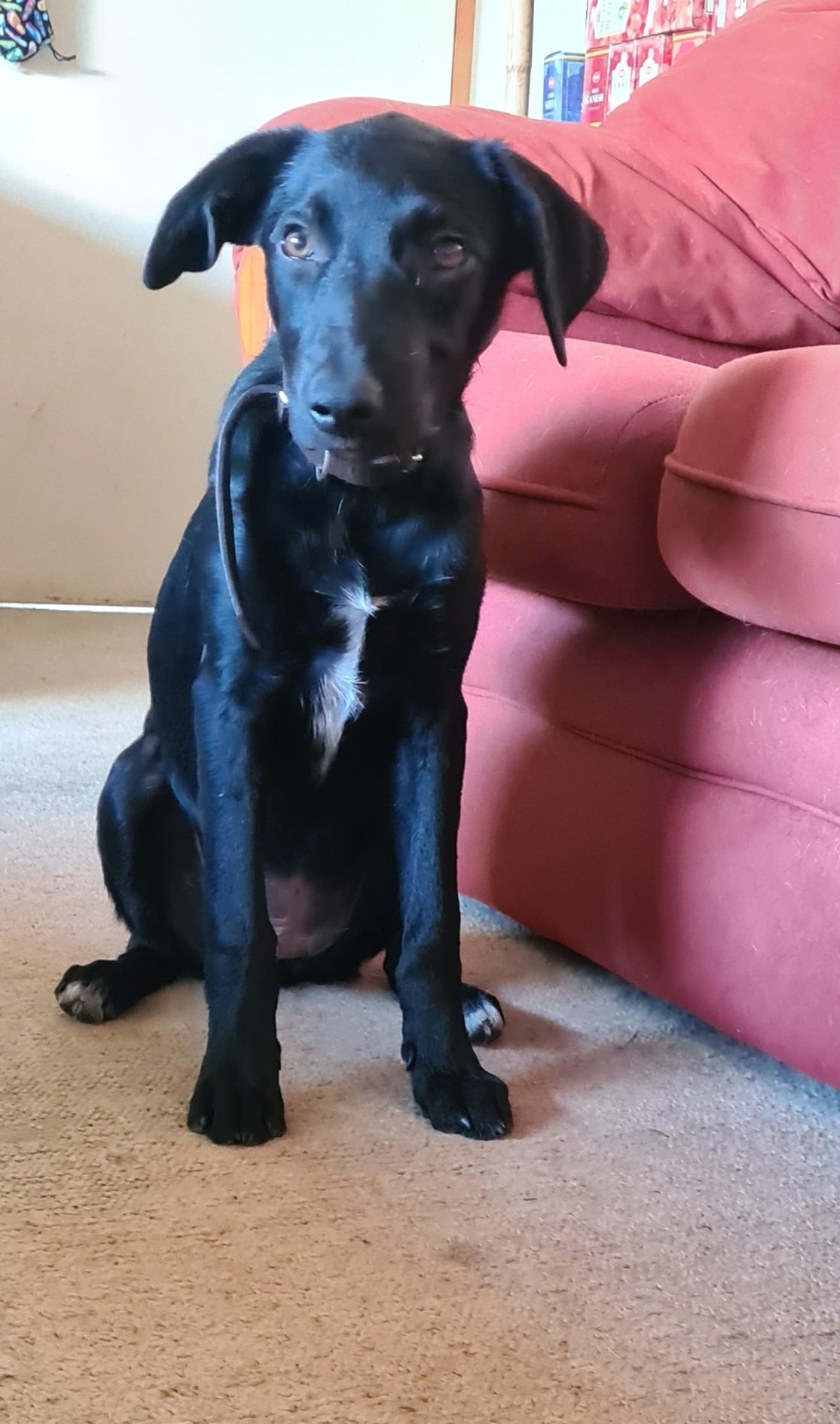 Huntaway cross hot sale lab