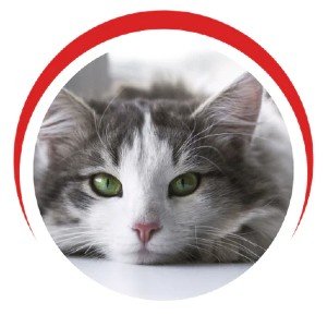 Cats for Adoption