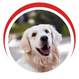 Dogs for Adoption