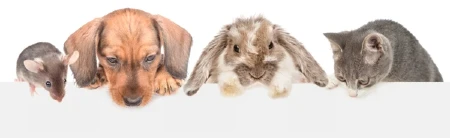 Pet Rescue New Zealand Mobile Banner