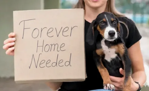 A friendly dog and cat together, symbolizing pet rehoming in NZ
