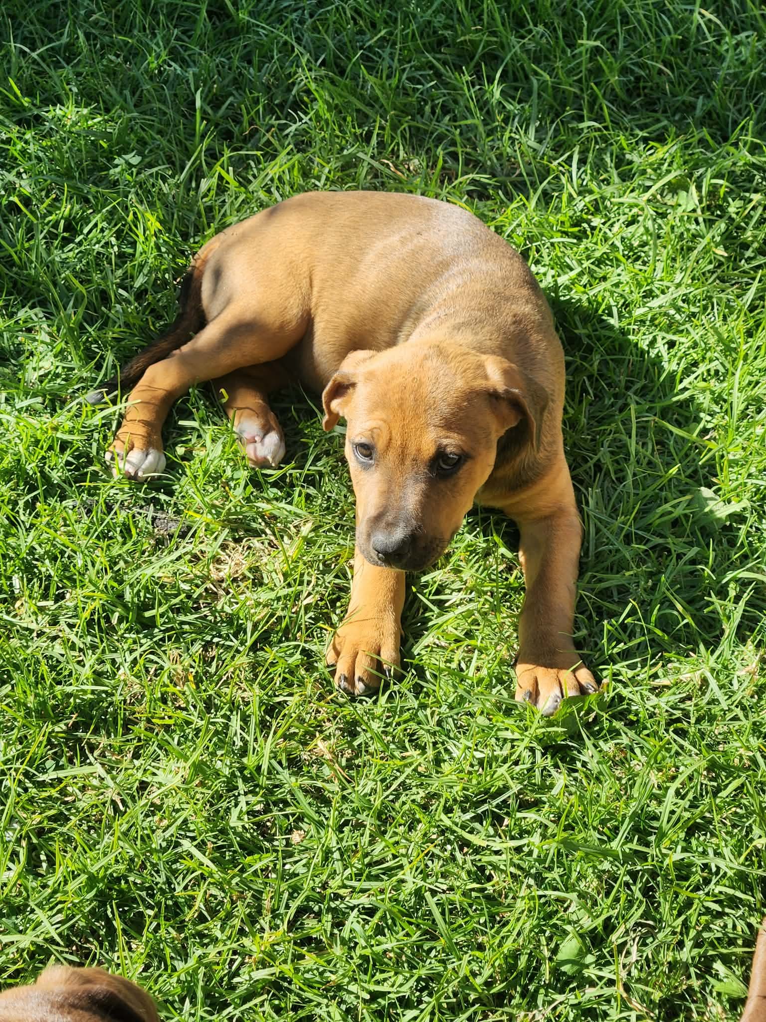 AMERICAN BULLDOG X ROTTWEILER - Pet Rescue NZ